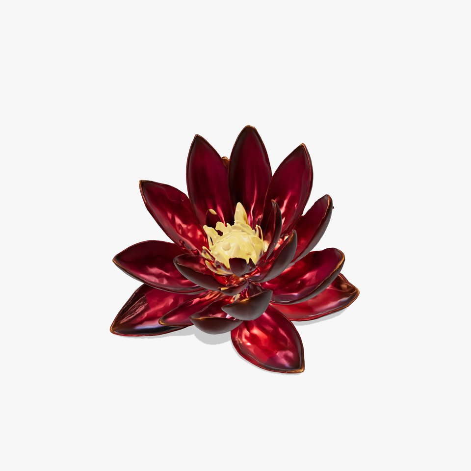 Black Water Lily Nymphaea model pack